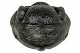 Wide, Enrolled Pedinopariops Trilobite - Excellent Eyes #347746-1
